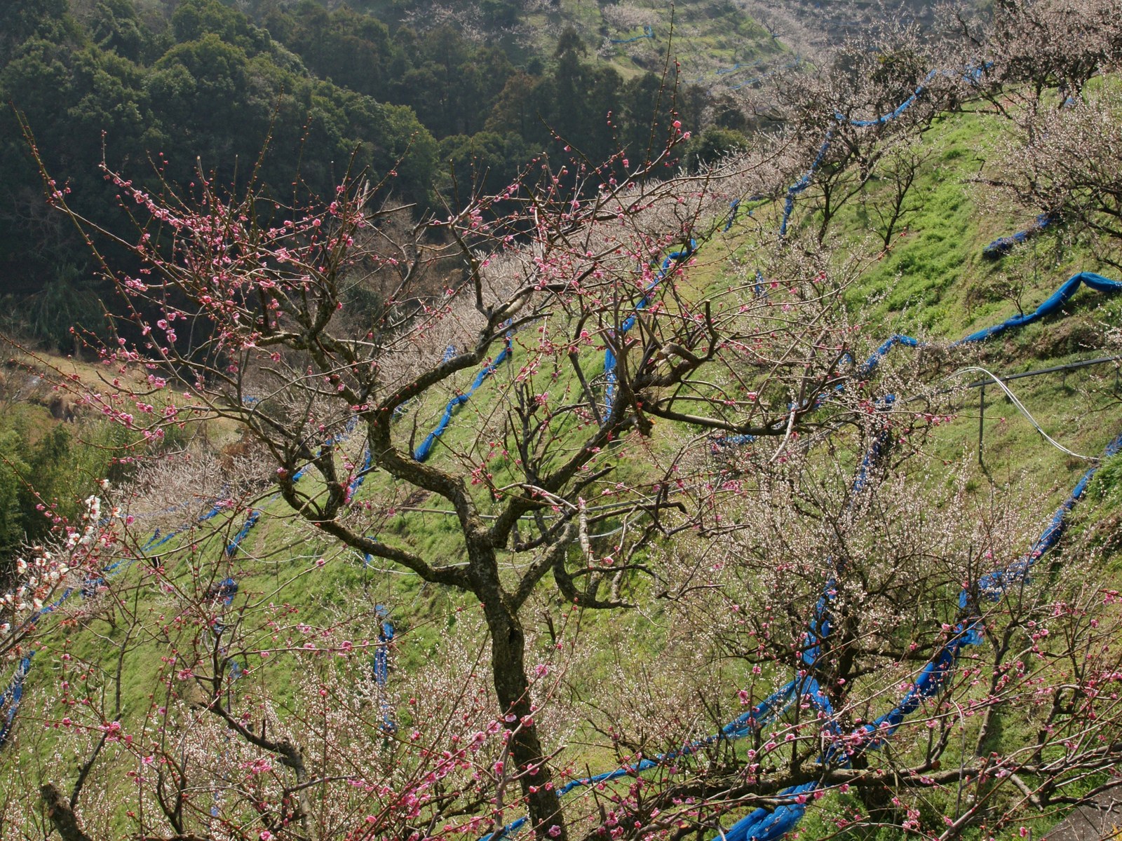 和歌山県みなべ町の南部梅林に広がる梅畑